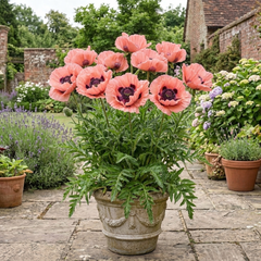 1 Oriental Papaver Waltzing Elisabeth, Hardy Perennial Poppy Plant, 19cm Root Ball