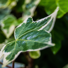 Hedera Helix Silver Variegated | 3 or 6 1L Pots