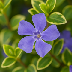 Vinca Ralph Shugert