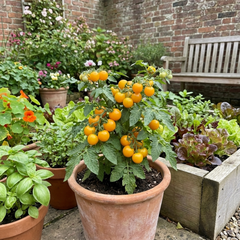 Set of 3 or 6 Large Plants - Tomato Lemon Sherbet, Ready to Plant in Your Garden, 10.5 cm