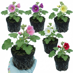 Hollyhock Growers Mix Hardy Cottage Garden Perennial Plants, Bee Friendly, Outdoor Garden Ready, 1 Litre Root-Ball