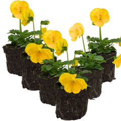Upright Pansy Delta Pro Yellow | 3 or 6 1L Pots