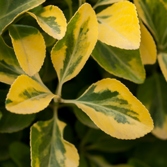 Ligustrum Aureum | 2L Pot