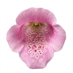 1 Digitalis Hanabee Pink Foxglove, Compact Bee Friendly Perennial Plant, Garden Ready, 3 Litre Root Ball