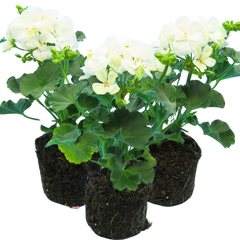 Geranium Toscana Erika | 3 or 6 1L Pots