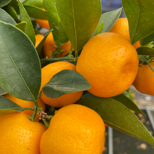 Mini Calamondin | 2L Pot