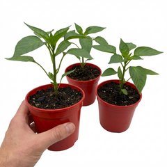 Sweet Pepper Plants - Thor Variety, Ready to Plant in Your Garden