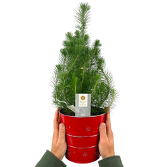 Christmas tree in red metal planter with lights