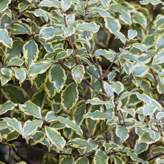 Pittosporum Variegatum | 3L Pot