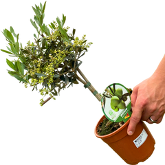 Mini Olive Tree | 2L Pot