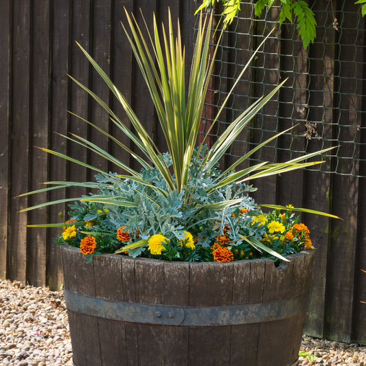 Torbay Dazzler | 3 or 6 1L Pots