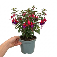 1 Fuchsia Beacon Hardy Perennial Plant, Summer Flowering, Outdoor Garden Ready, 3 Litre Root Ball