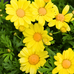 Argyranthemum Madeira Yellow | 3 or 6 1L Pots
