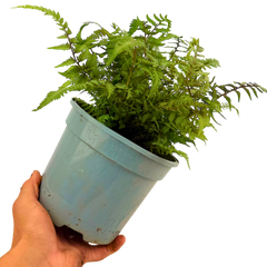 Japanese Painted Fern Athyrium Pictum/Metallicum | 2L Pot