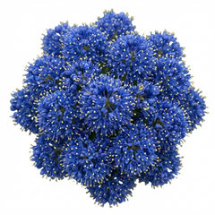 Ceanothus Skylark Plant, Hardy Blue Flowering Evergreen Shrub, California Lilac, Litre Root-Ball