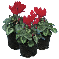 Cyclamen Silver Leaf Scarlet | 3 or 6 1L Pots