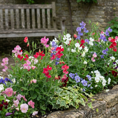 Sweet Pea Little Sweetheart Mix, 10.5 cm