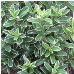 EUONYMUS MICROPHYLLUS ALBOVARIEGATUS