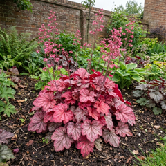 1 Heuchera Pink Fizz Coral Bells Plant, Hardy Evergreen Perennial, 17cm Root Ball