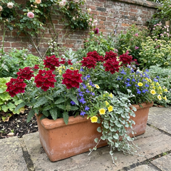 Verbena Trailing Deep Red Plants, Summer Flowering Bedding, Hanging Basket & Outdoor Garden Ready, 10.5cm Root Ball