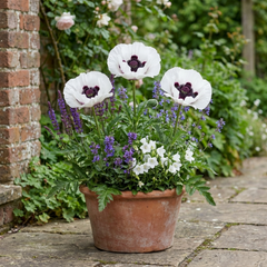Papaver Orientale Royal Wedding Poppy Plants, Garden Ready Hardy Perennial, 1 Litre Root Ball