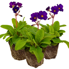 Polyanthus Stella Pheasant Eye | 3 or 6 1L Pots