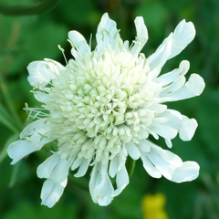 Scabious Kudo White | 2L Pot