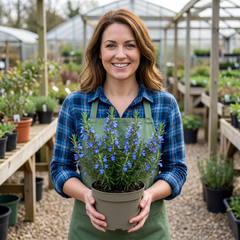 Set of 3 or 6 Rosemary ‘Blue Winter’ Herb Plants (Salvia rosmarinus), Hardy Evergreen Culinary Shrub, Outdoor Garden Ready, 1 Litre Root-Ball
