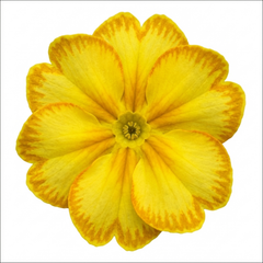 Primula Oakleaf Yellow Picotee Hardy Perennial Plant, Outdoor Garden Ready, 2 Litre Root Ball