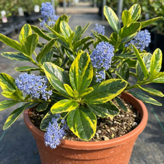 Ceanothus Thyrsiflorus Zanzibar California Lilac Plant, Hardy Evergreen Blue Flowering Shrub, 3L Root-Ball