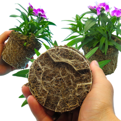 Dianthus Lilac | 3 or 6 Plants