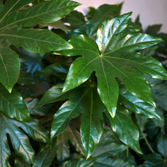 Fatsia Japonica | 3L Pots