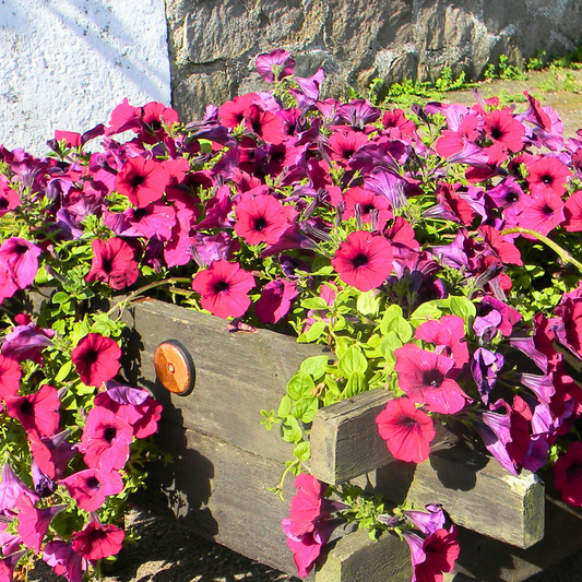 Petunia Surfinia Deep Red | 3 or 6 1L Pots