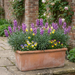 Erysimum Bowles Mauve Evergreen Hardy Perennial Wallflower Plants, Outdoor Garden Ready, 1 Litre / 11cm Root-Ball