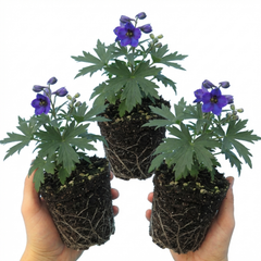 Set of 3 or 6 Delphinium Pacific Giants Black Knight Hardy Perennial Plants, Tall Cottage Garden Flowers, Outdoor Garden Ready, 1 Litre Root-Ball