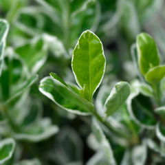 Euonymus Microphyllus Aureovariegatus | 2L Pot