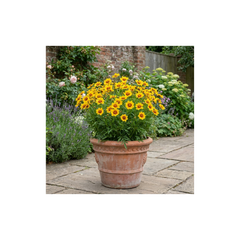 1 Coreopsis Solar Fancy Hardy Perennial Plant, Bee Friendly Summer Flowering, 3 Litre Root-Ball