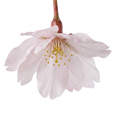 Prunus Kojo No Mai Flowering Hedging Plant, Low Maintenance Garden Ready, Litre Root Ball