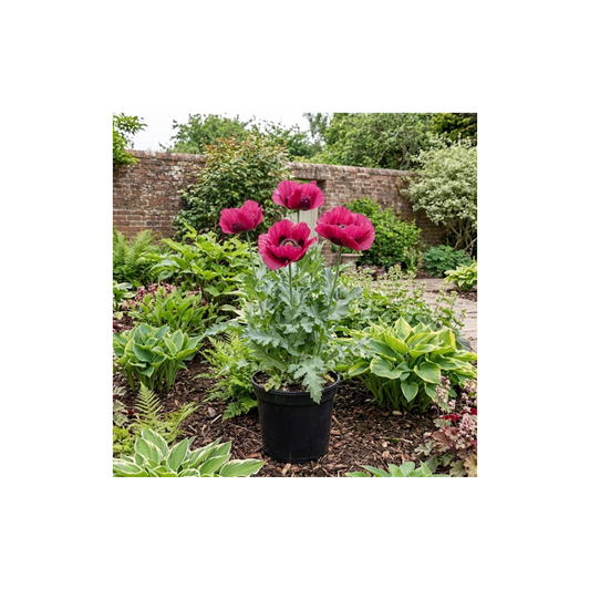1 Papaver Orientale Waltzing Mathilde, Summer Flowering Hardy Perennial Poppy Plant, 3 Litre Root Ball