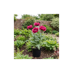 1 Papaver Orientale Waltzing Mathilde, Summer Flowering Hardy Perennial Poppy Plant, 3 Litre Root Ball