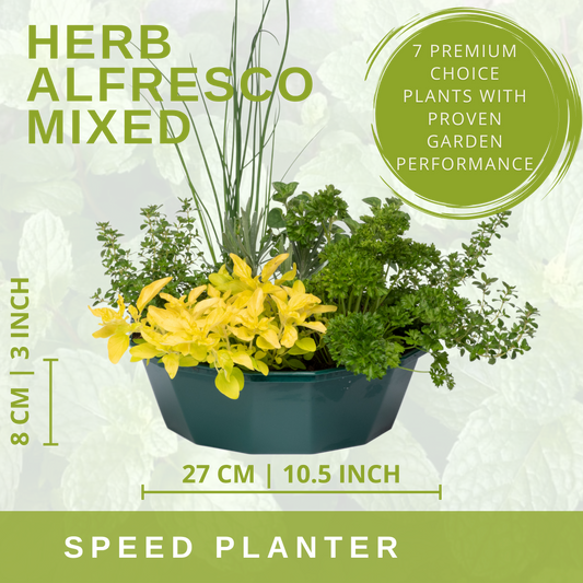 Herb Alfresco Mixed SpeedPlanter β 7 Fresh Culinary Herbs, Garden Ready