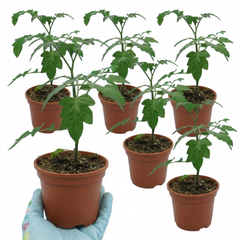 Set of 3 or 6 Large Plants - Tomato Buffalosun Variety, Ready to Plant in Your Garden