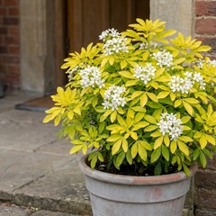 1 Choysia Sundance Plant, Hardy Evergreen Mexican Orange Blossom, 7.5 Litre Root Ball