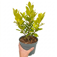 1 Large Hedge Plant - Griselinia Littoralis, Outdoor Garden Ready, 2L Pot