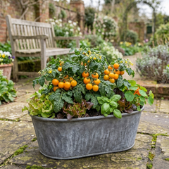 Set of 3 or 6 Large Plants - Tomato Honeycomb Variety, Outdoor Garden Ready, 10.5 cm