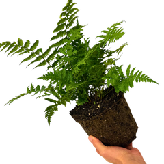 1 Large Plant - Dryopteris Jurassic Gold Fern, Ready to Plant in Your Garden, 3L