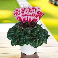 Cyclamen Flame Red | 3 or 6 1L Pots