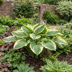 Large Hosta Atlantis Hardy Perennial Plant, Outdoor Garden Ready, 17cm Root-Ball, For Shade