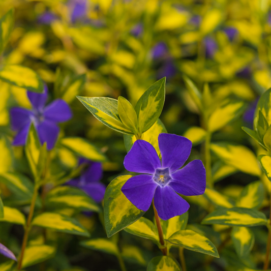 Vinca Minor Illumination | 2L Pot