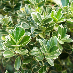 Euonymus President Gauthier | 2L Pot